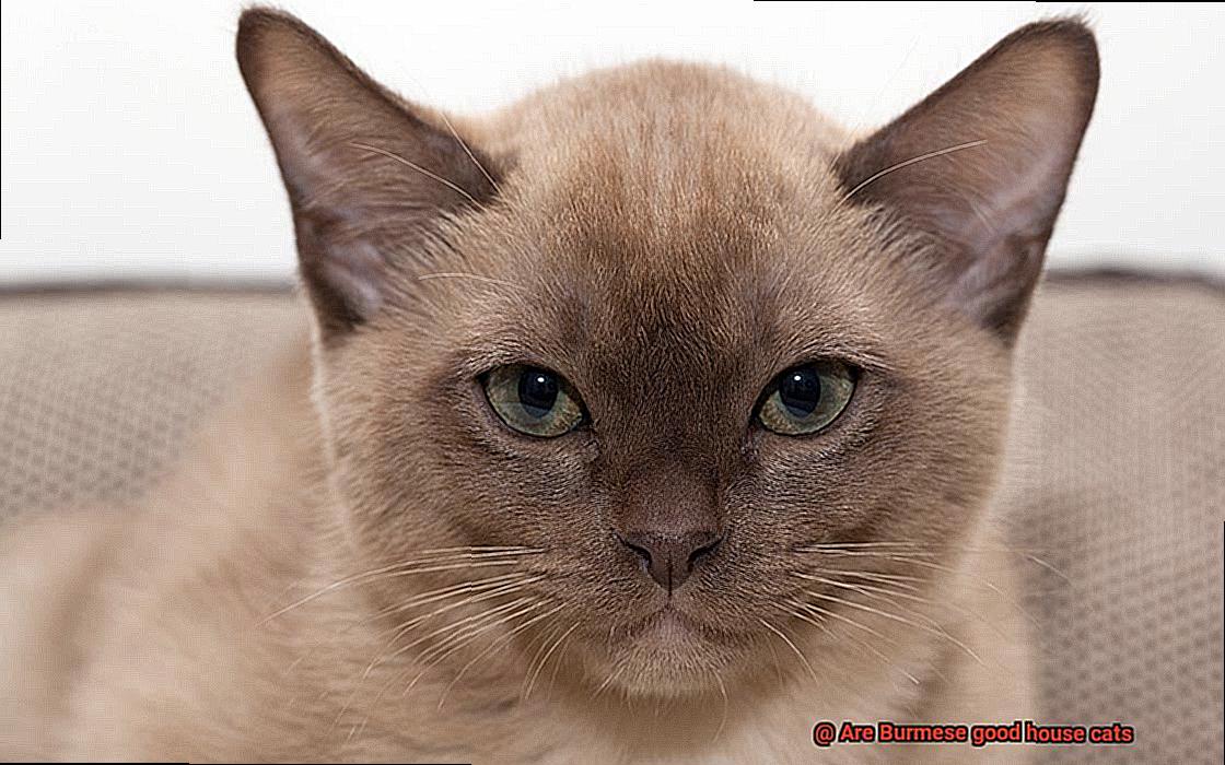 Are Burmese good house cats-3