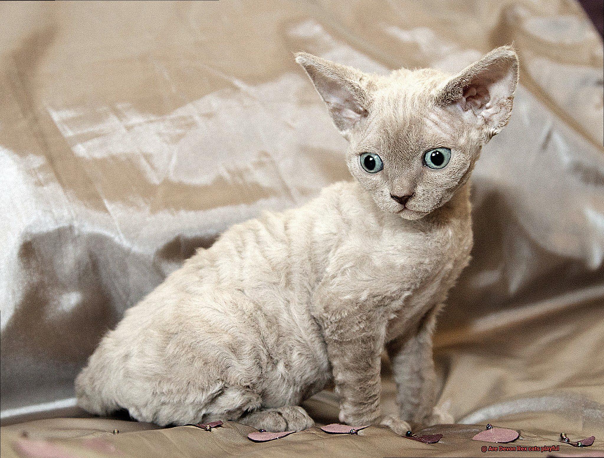 Are Devon Rex cats playful-3