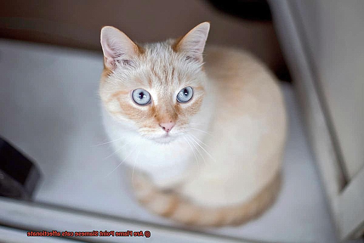 Are Flame Point Siamese cats affectionate-2