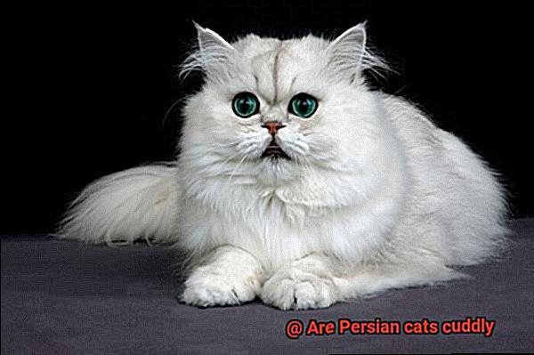 Are Persian cats cuddly-3