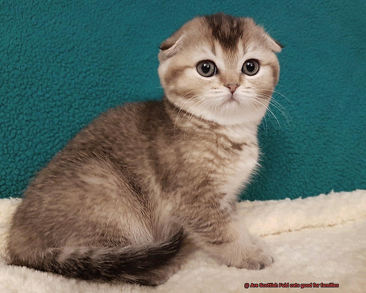 Are Scottish Fold cats good for families-3