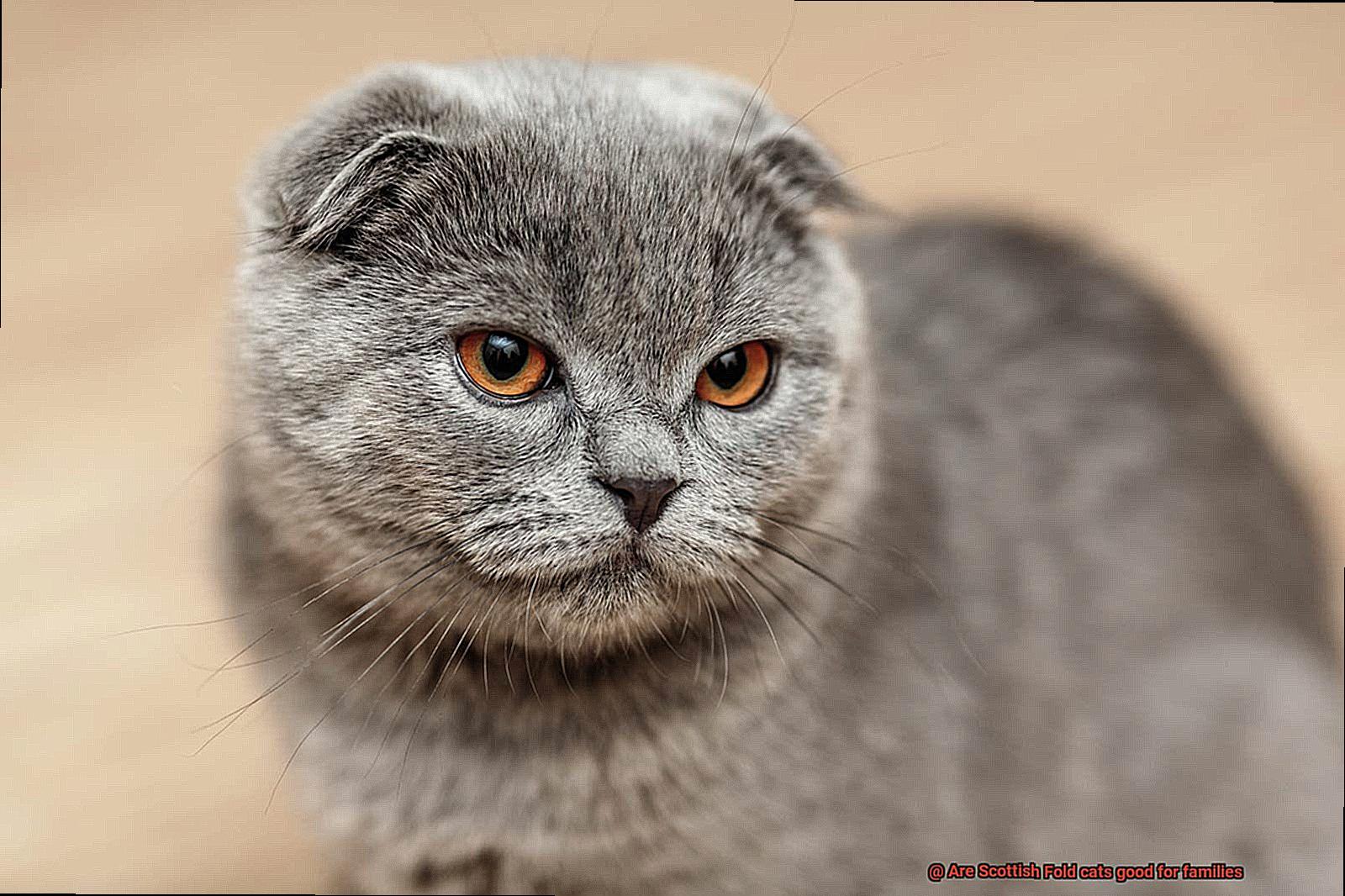 Are Scottish Fold cats good for families-2