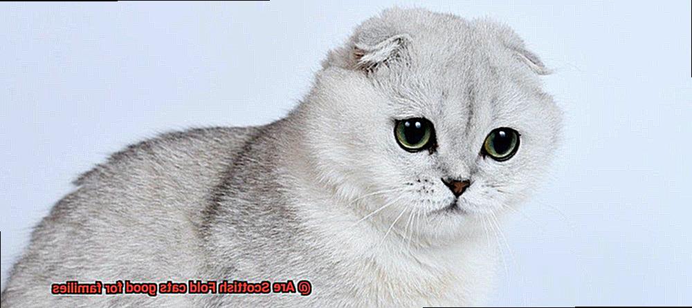 Are Scottish Fold cats good for families-5