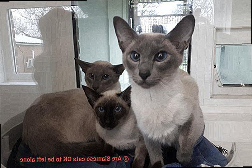 Are Siamese cats OK to be left alone-2