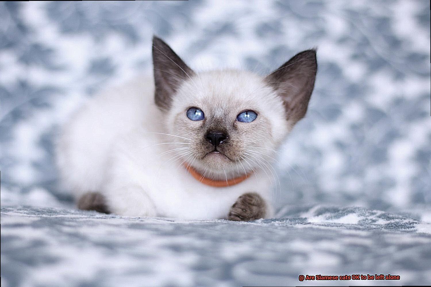 Are Siamese cats OK to be left alone-4