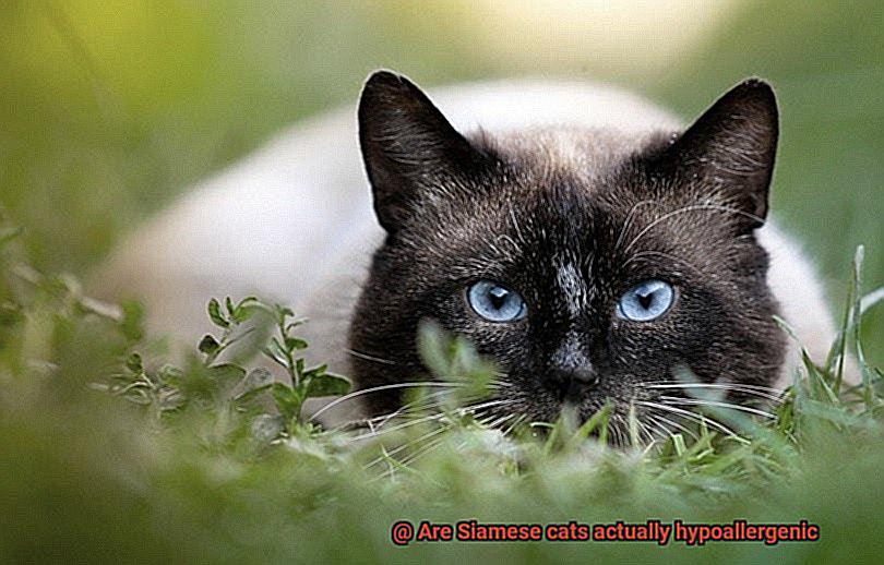 Are Siamese cats actually hypoallergenic-2