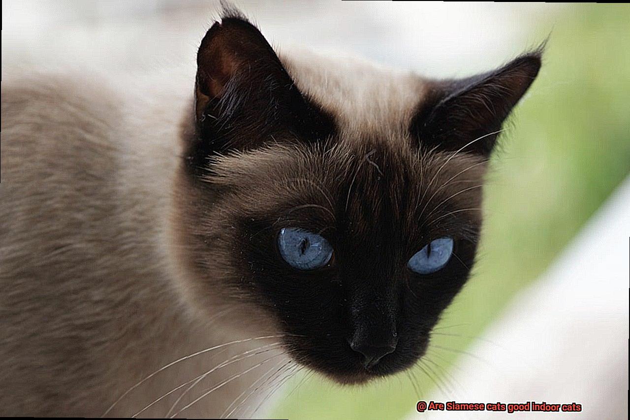 Are Siamese cats good indoor cats-3