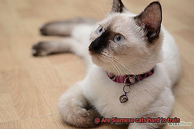 Are Siamese cats hard to train-2
