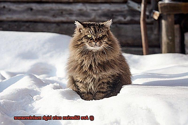 Are Siberian cats high maintenance-3