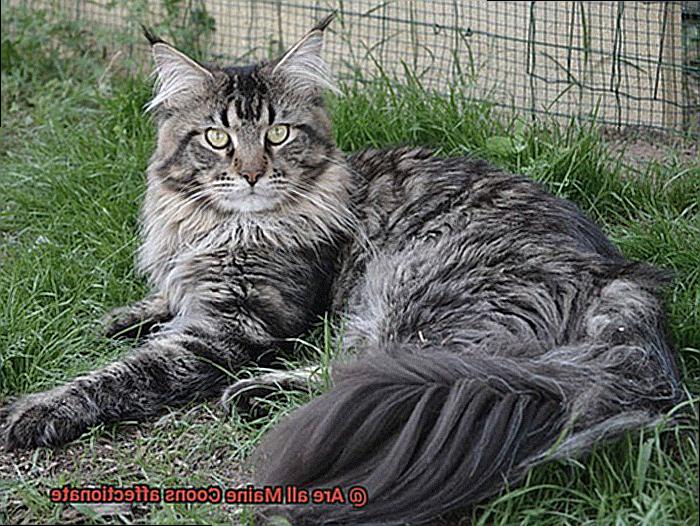 Are all Maine Coons affectionate-2