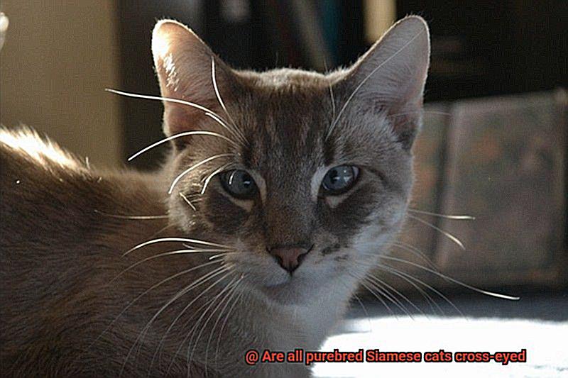Are all purebred Siamese cats cross-eyed-2