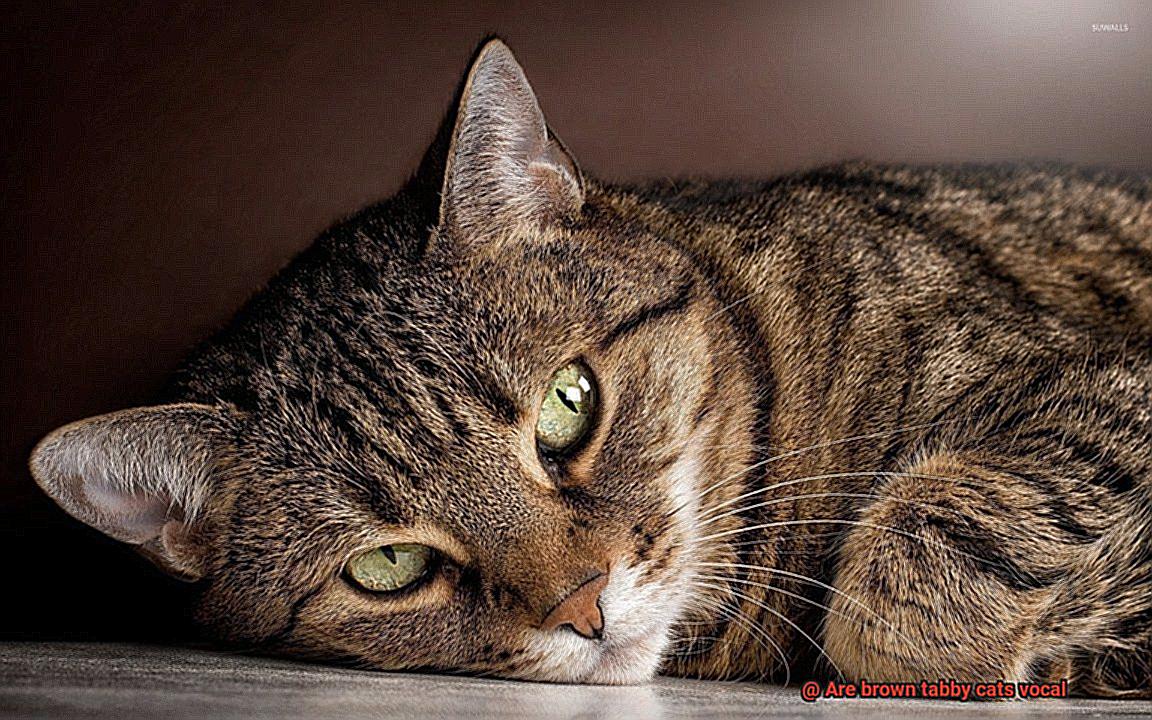 Are brown tabby cats vocal-3