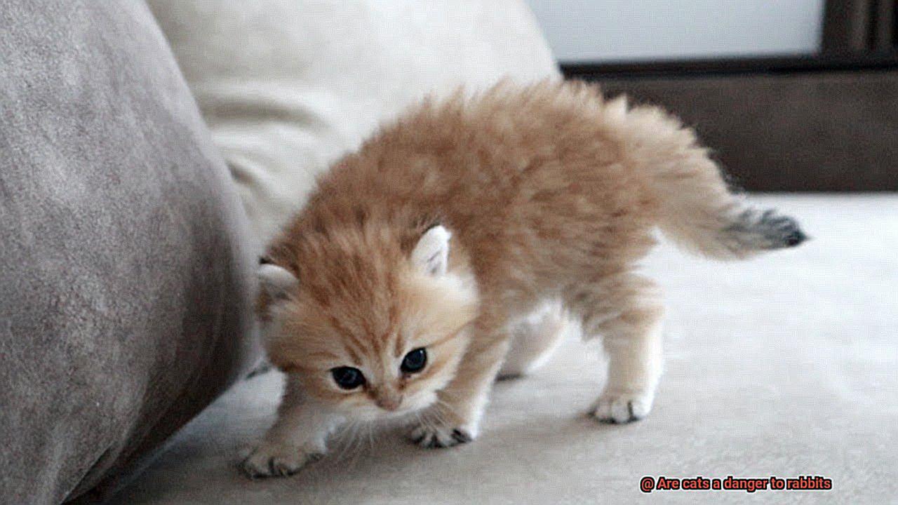 Are cats a danger to rabbits-2