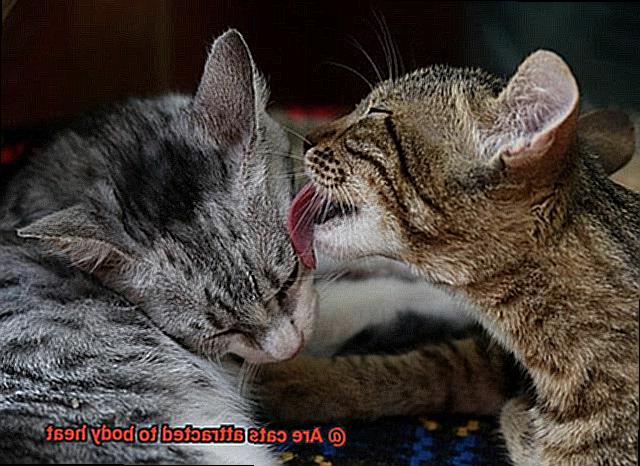 Are cats attracted to body heat-2
