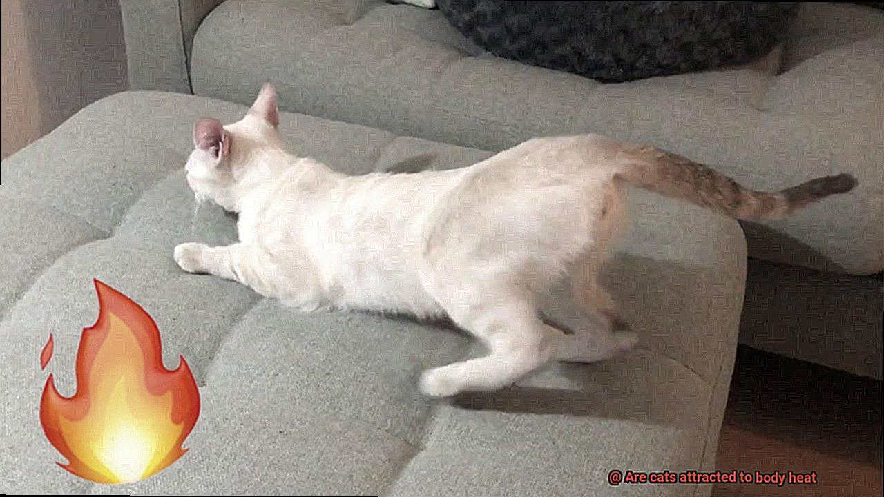 Are cats attracted to body heat-3