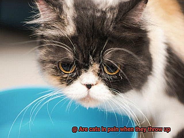 Are cats in pain when they throw up-2