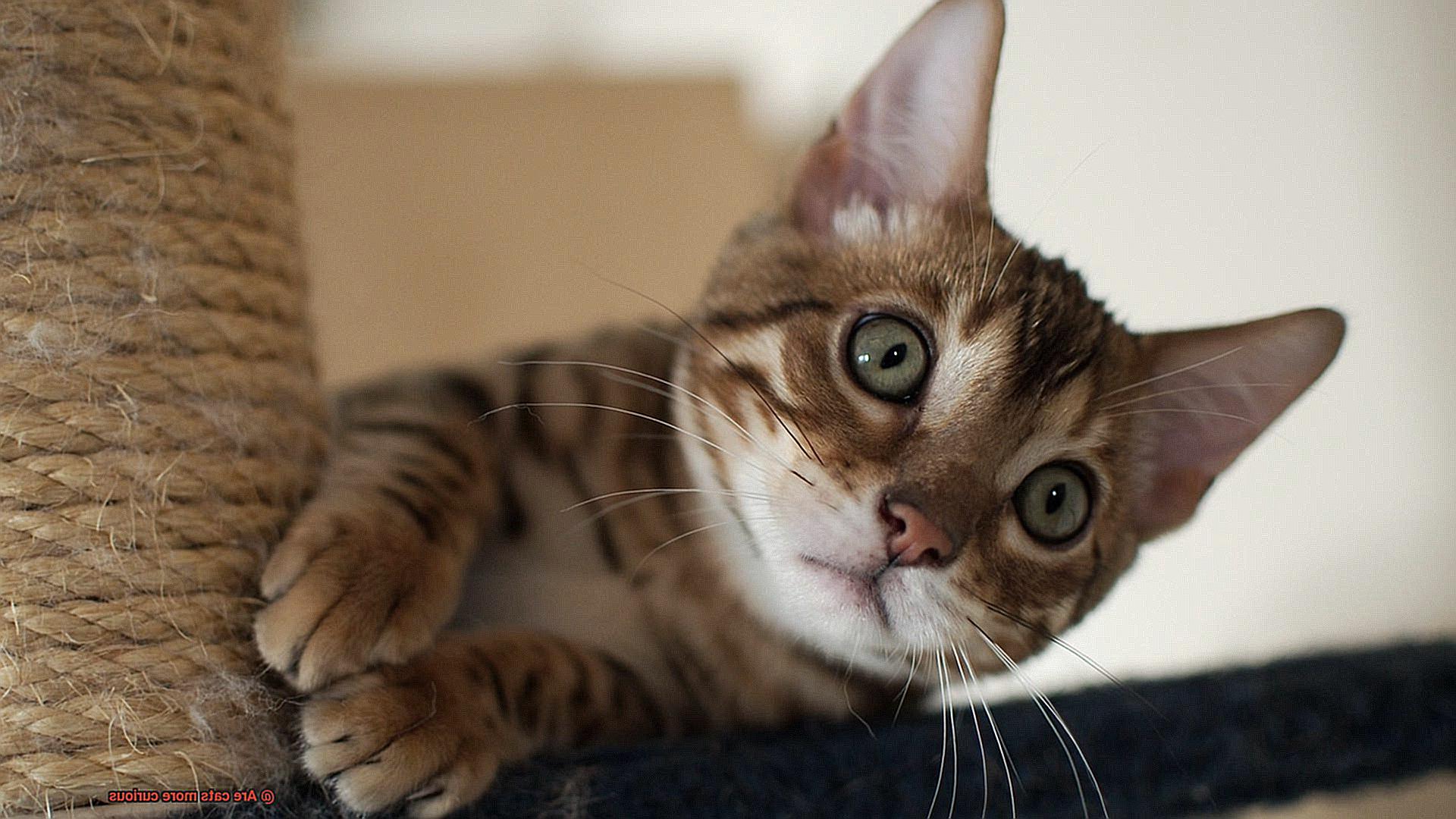 Are cats more curious-2