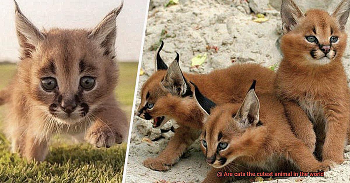 Are cats the cutest animal in the world-3
