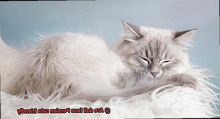 Are doll face Persian cats friendly-2