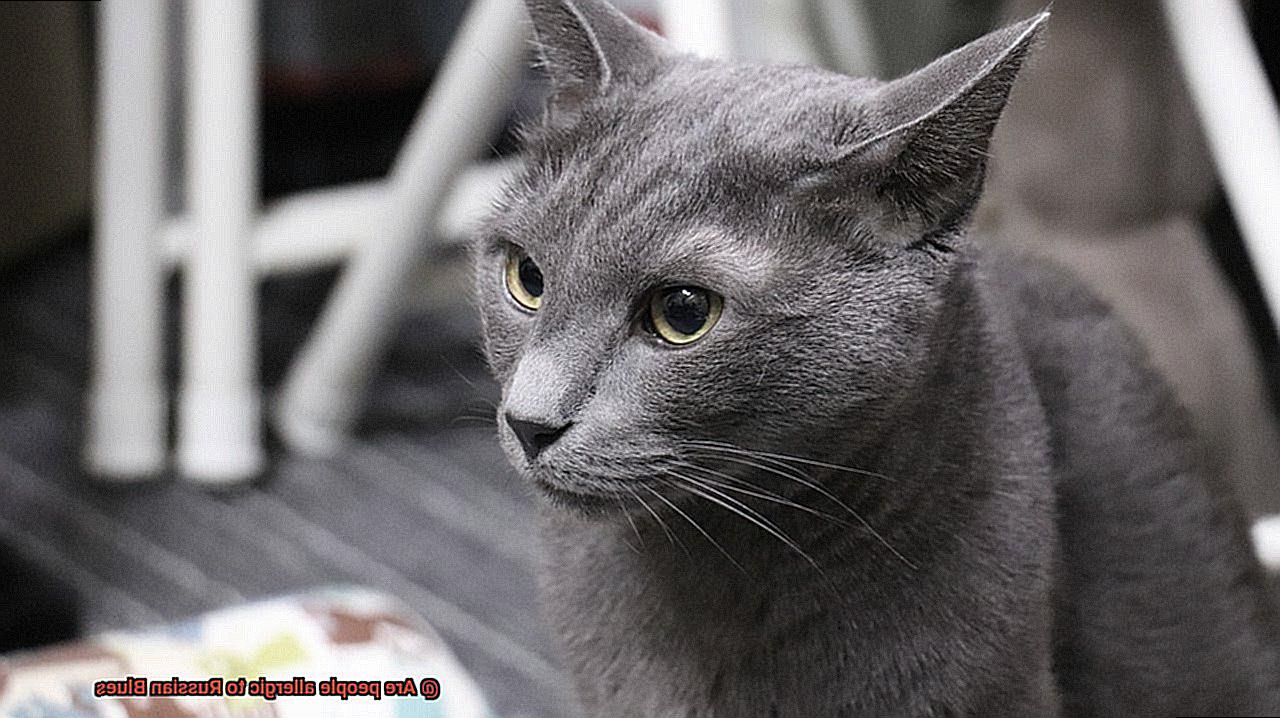 Are people allergic to Russian Blues-2
