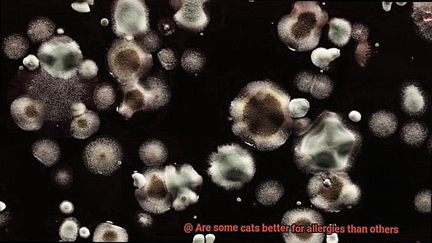 Are some cats better for allergies than others-2