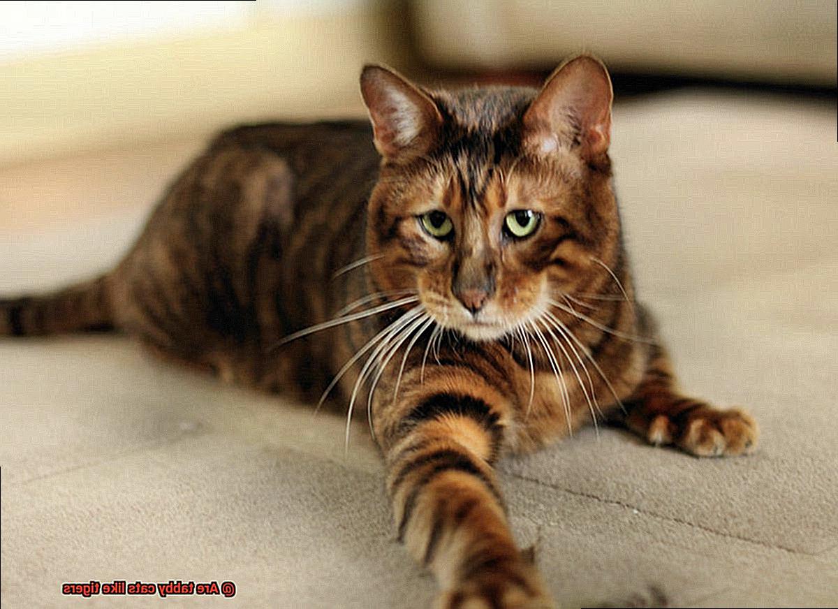 Are tabby cats like tigers-4