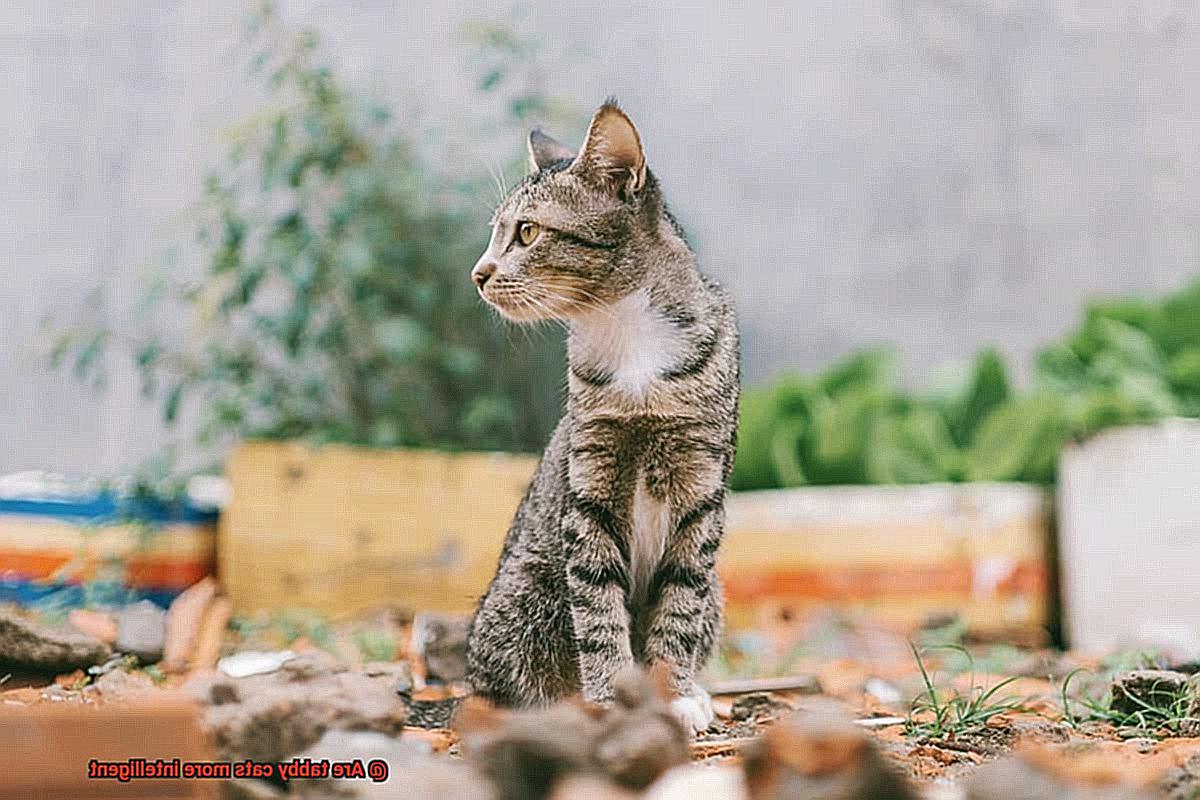 Are tabby cats more intelligent-2