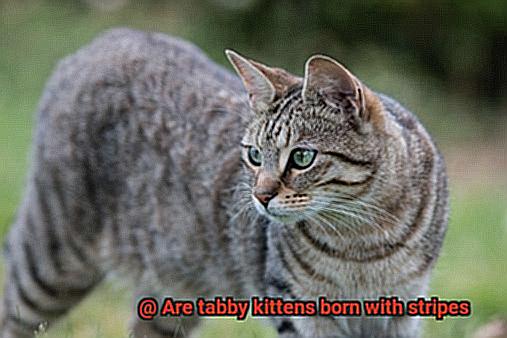 Are tabby kittens born with stripes-2