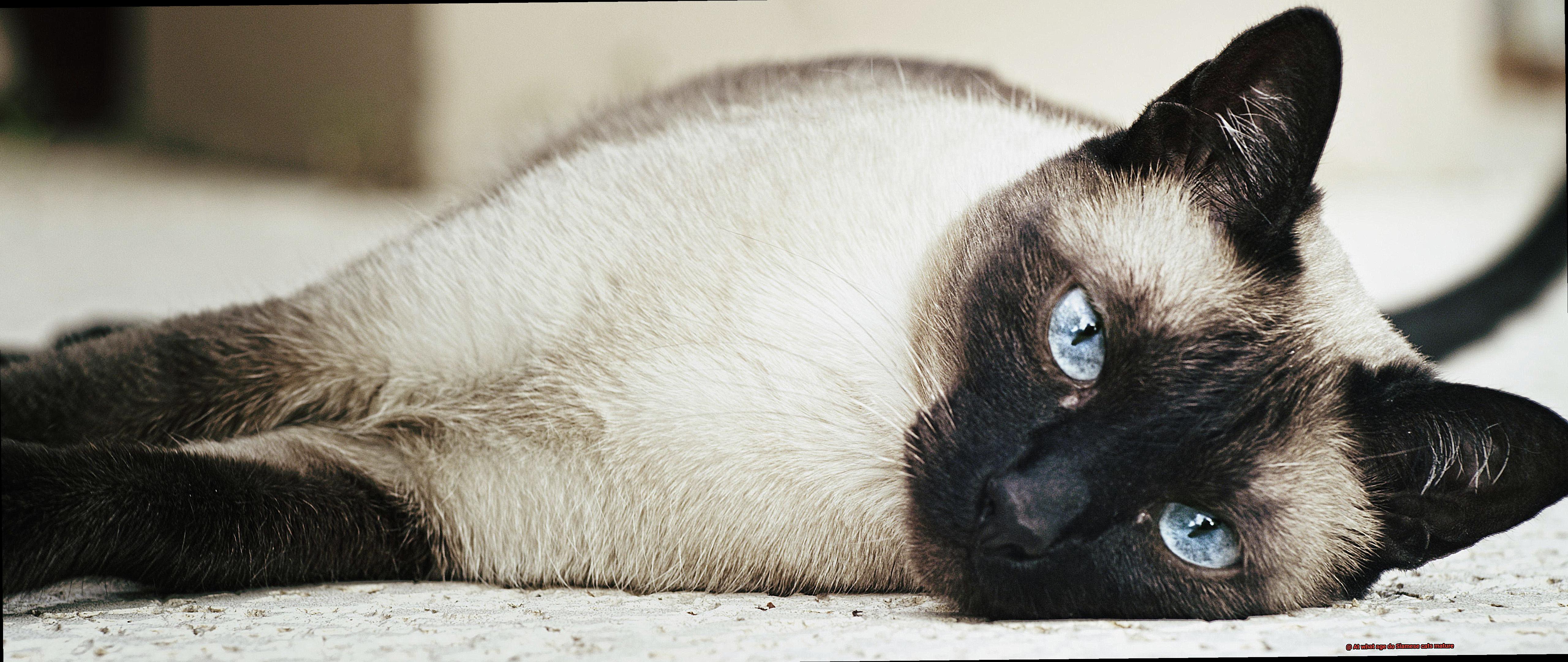 At what age do Siamese cats mature-2