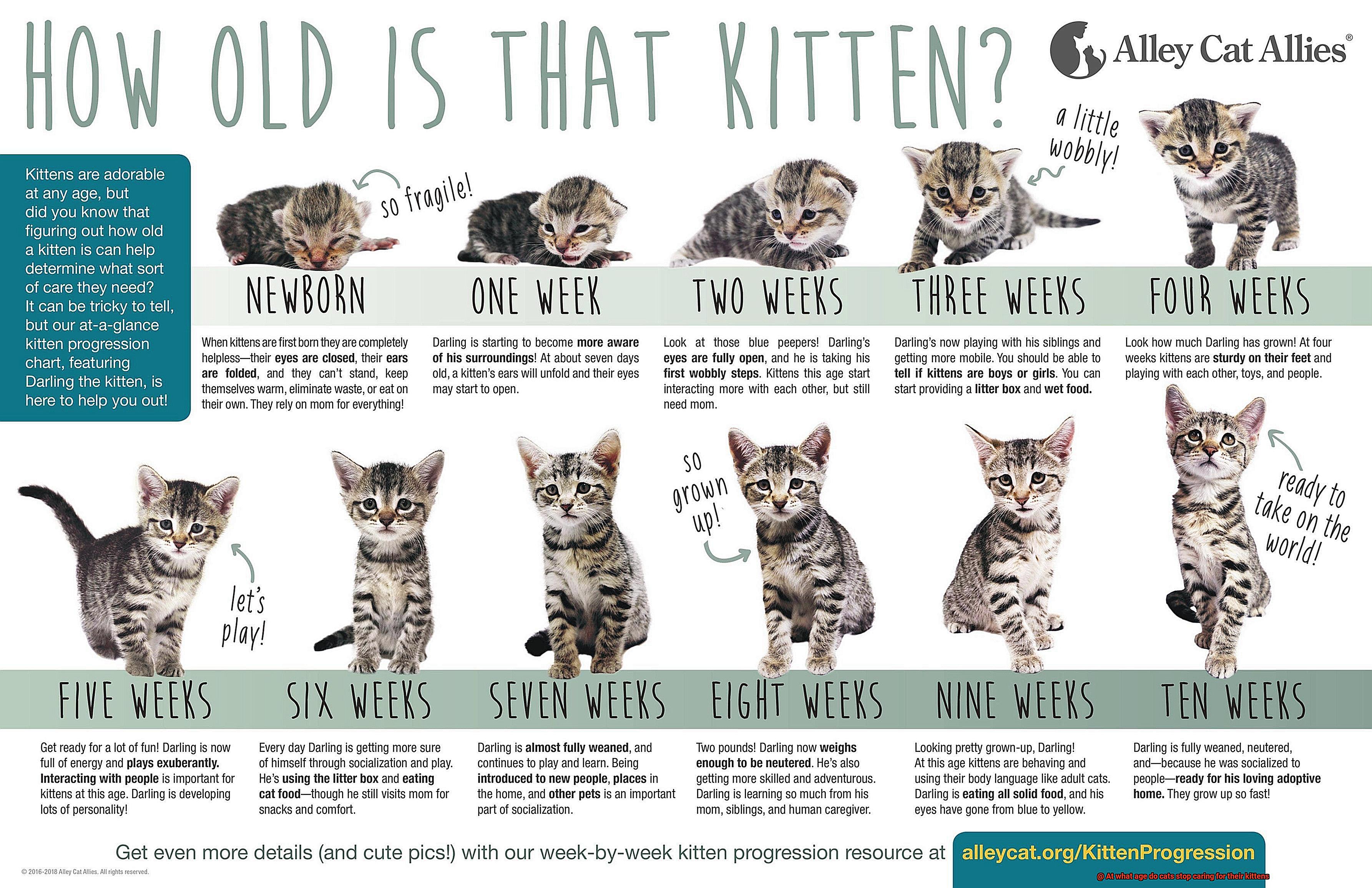 At what age do cats stop caring for their kittens-2