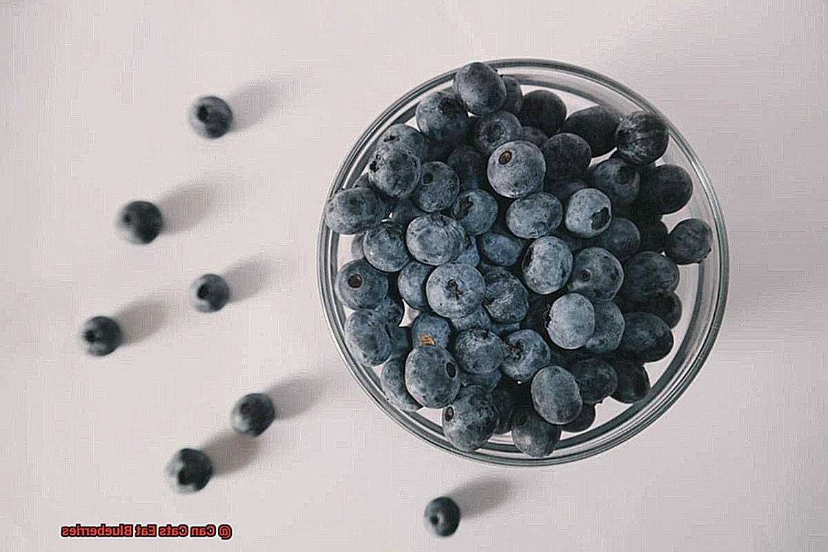 Can Cats Eat Blueberries-2