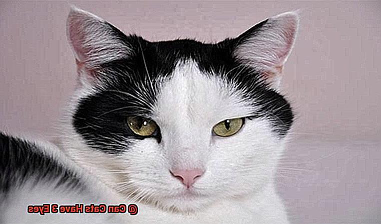 Can Cats Have 3 Eyes-3