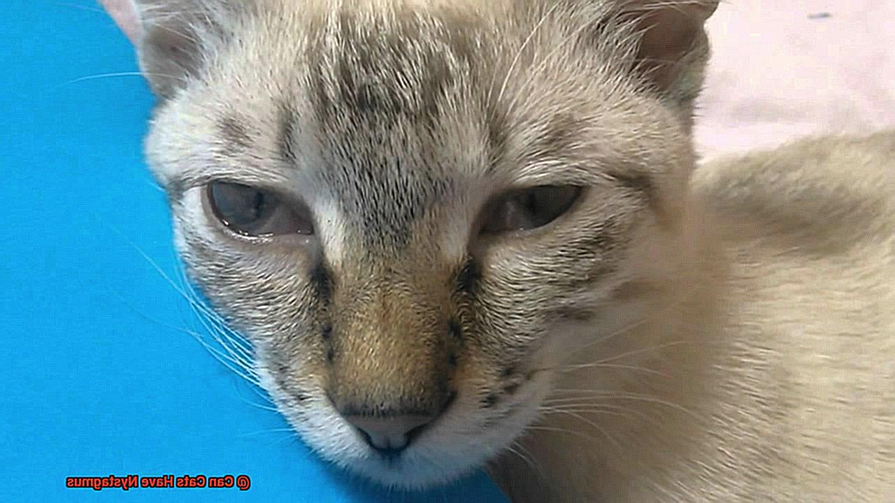 Can Cats Have Nystagmus-3