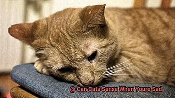 Can Cats Sense When Youre Sad-2