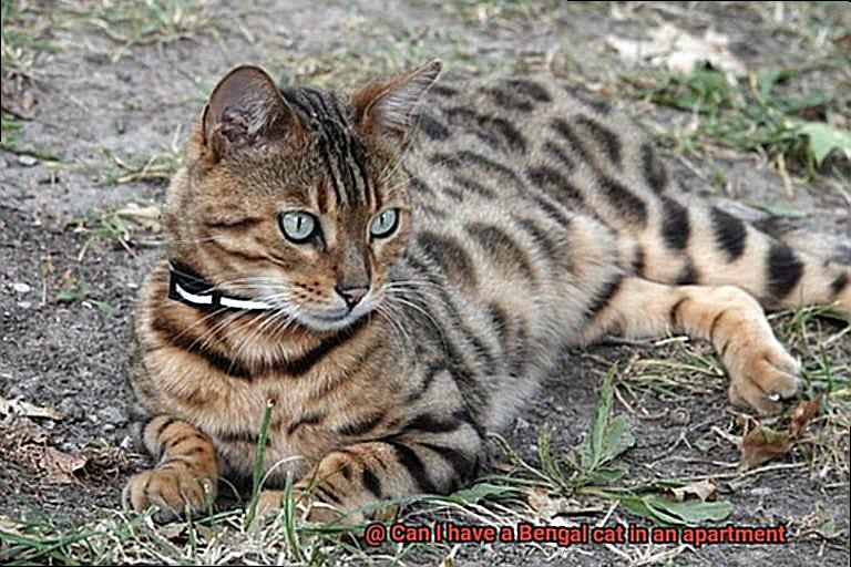 Can I have a Bengal cat in an apartment-2