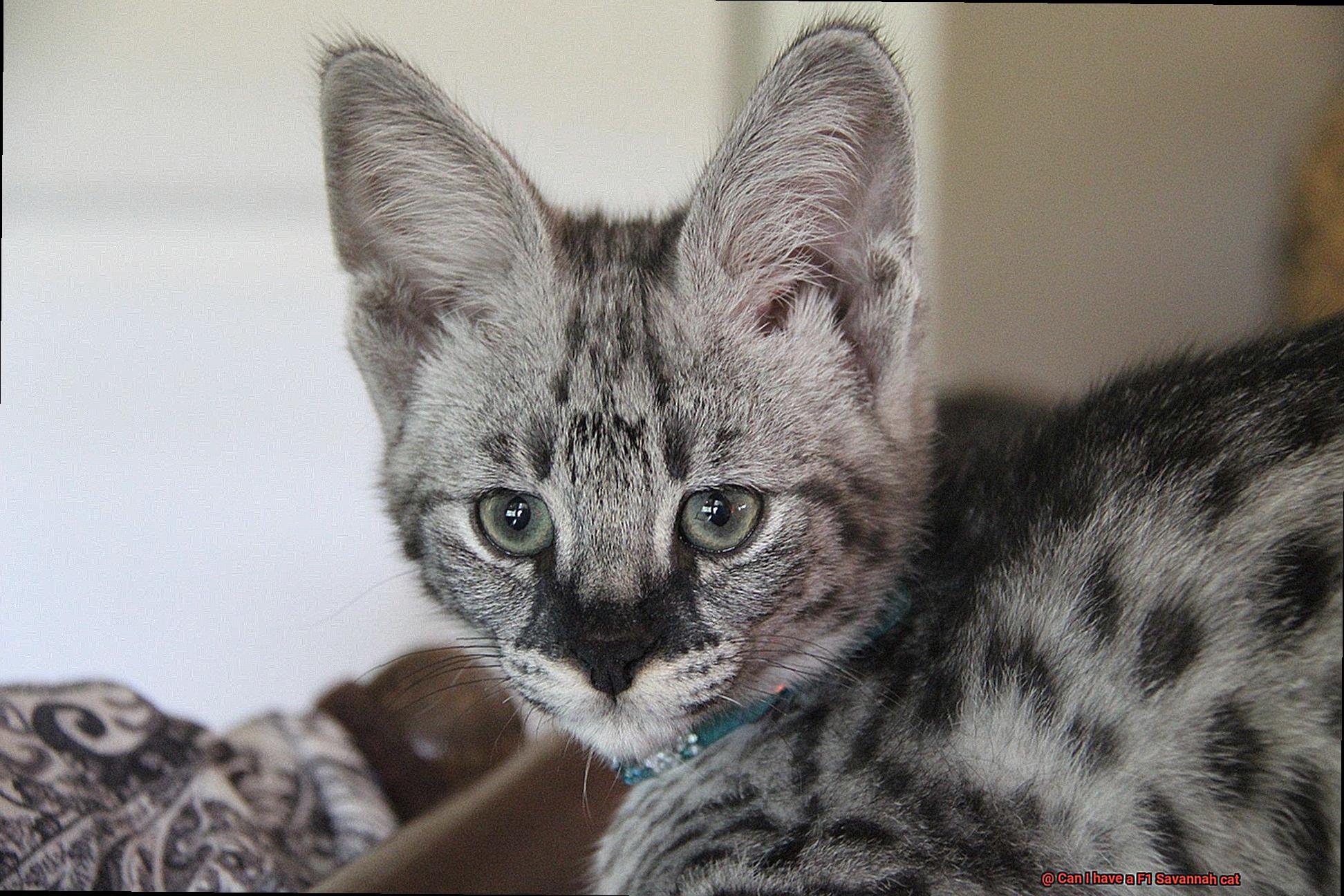 Can I have a F1 Savannah cat-3