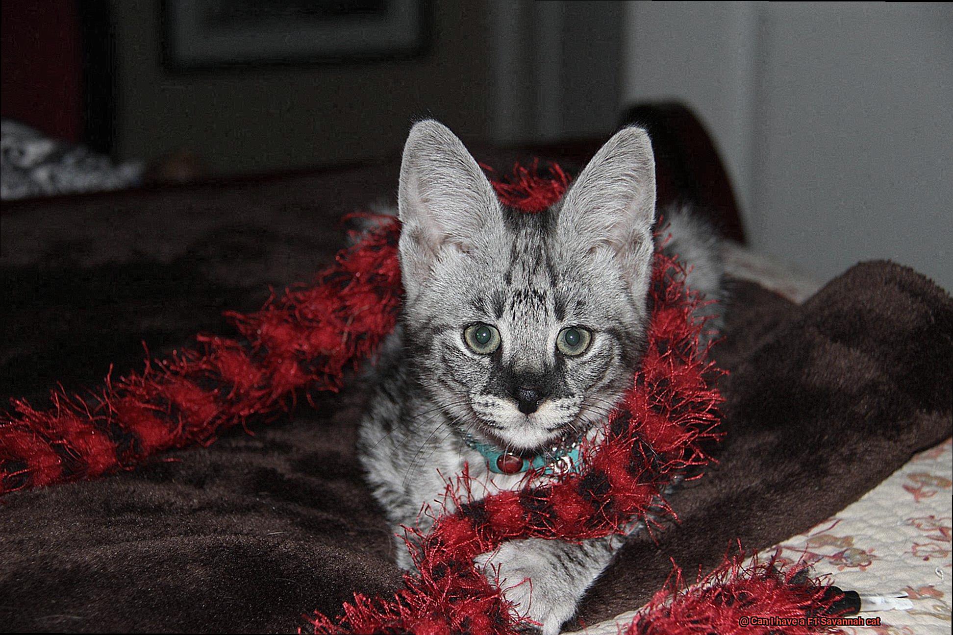 Can I have a F1 Savannah cat-2