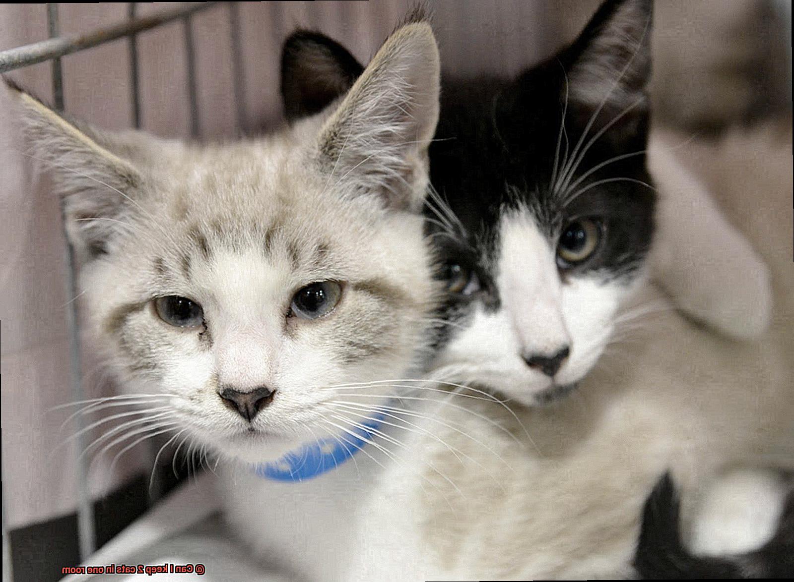 Can I keep 2 cats in one room-3