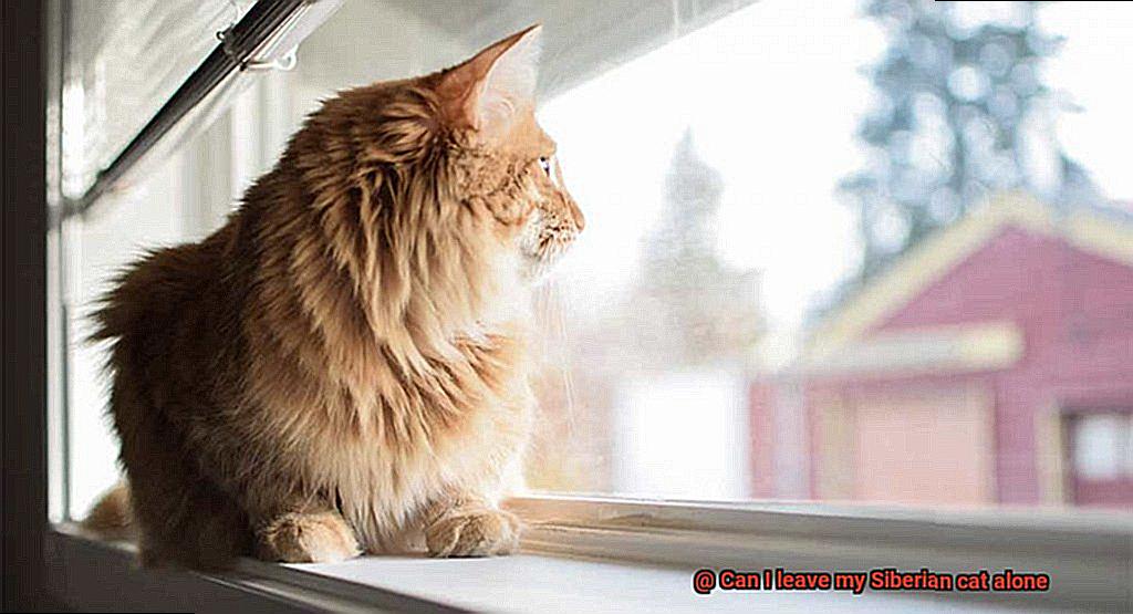 Can I leave my Siberian cat alone-2