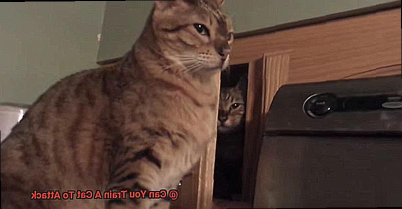 Can You Train A Cat To Attack-2