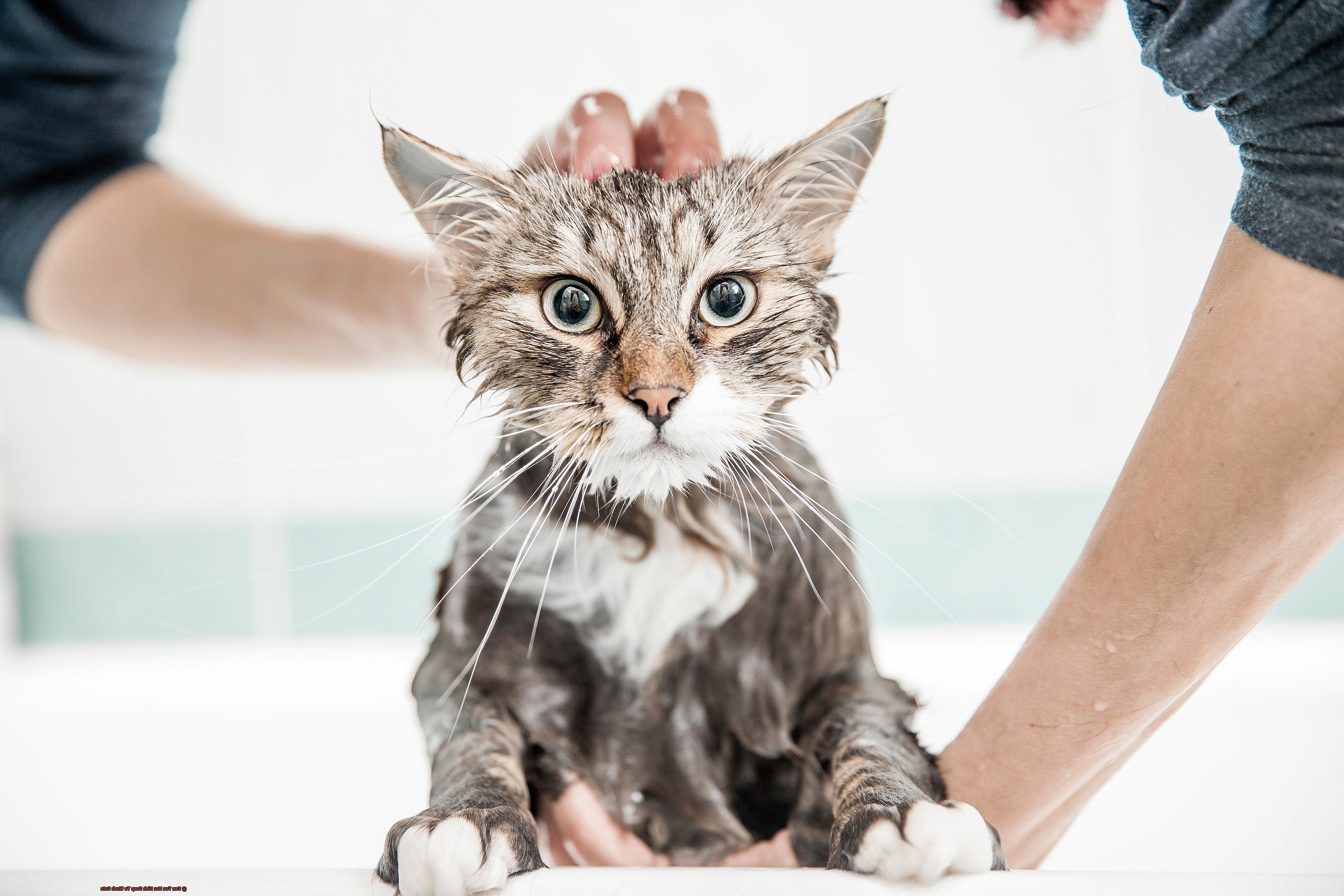 Can You Use Dish Soap To Wash Cats-2