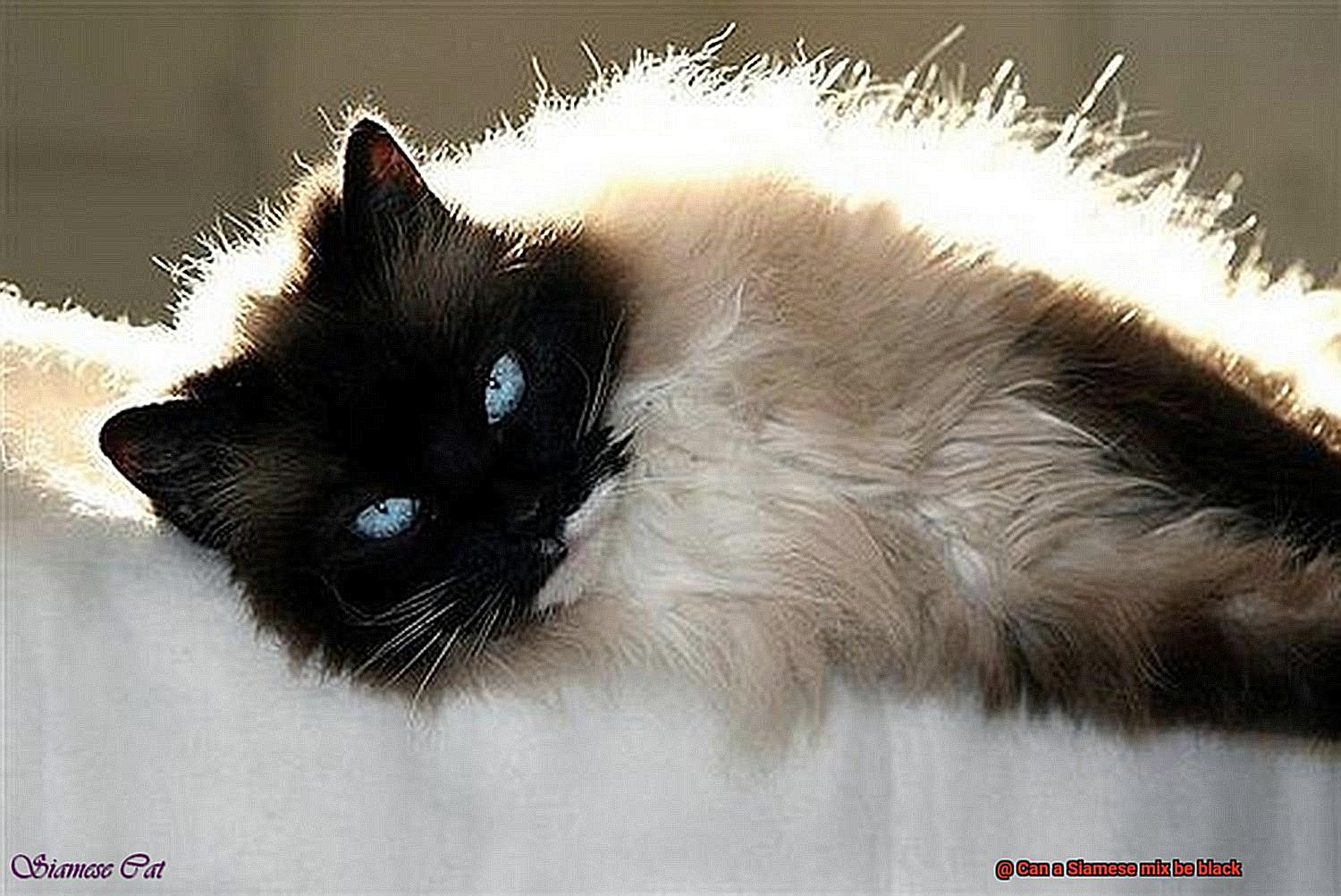 Can a Siamese mix be black-2