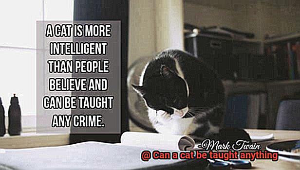 Can a cat be taught anything-3