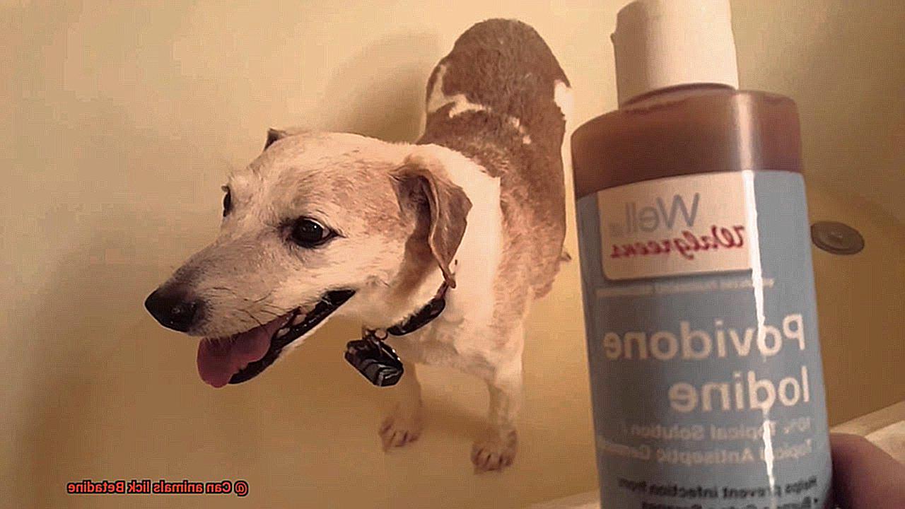 Can animals lick Betadine-2