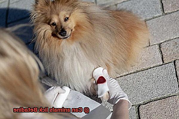Can animals lick Betadine-4