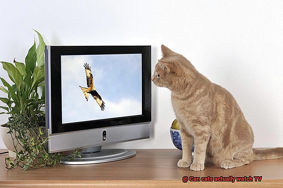 Can cats actually watch TV-3