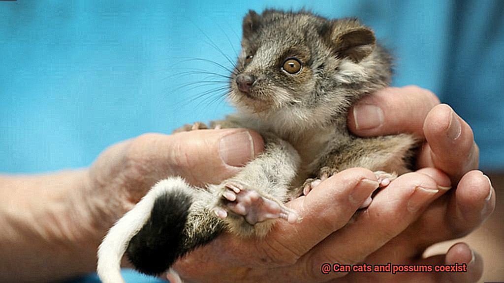 Can cats and possums coexist-3
