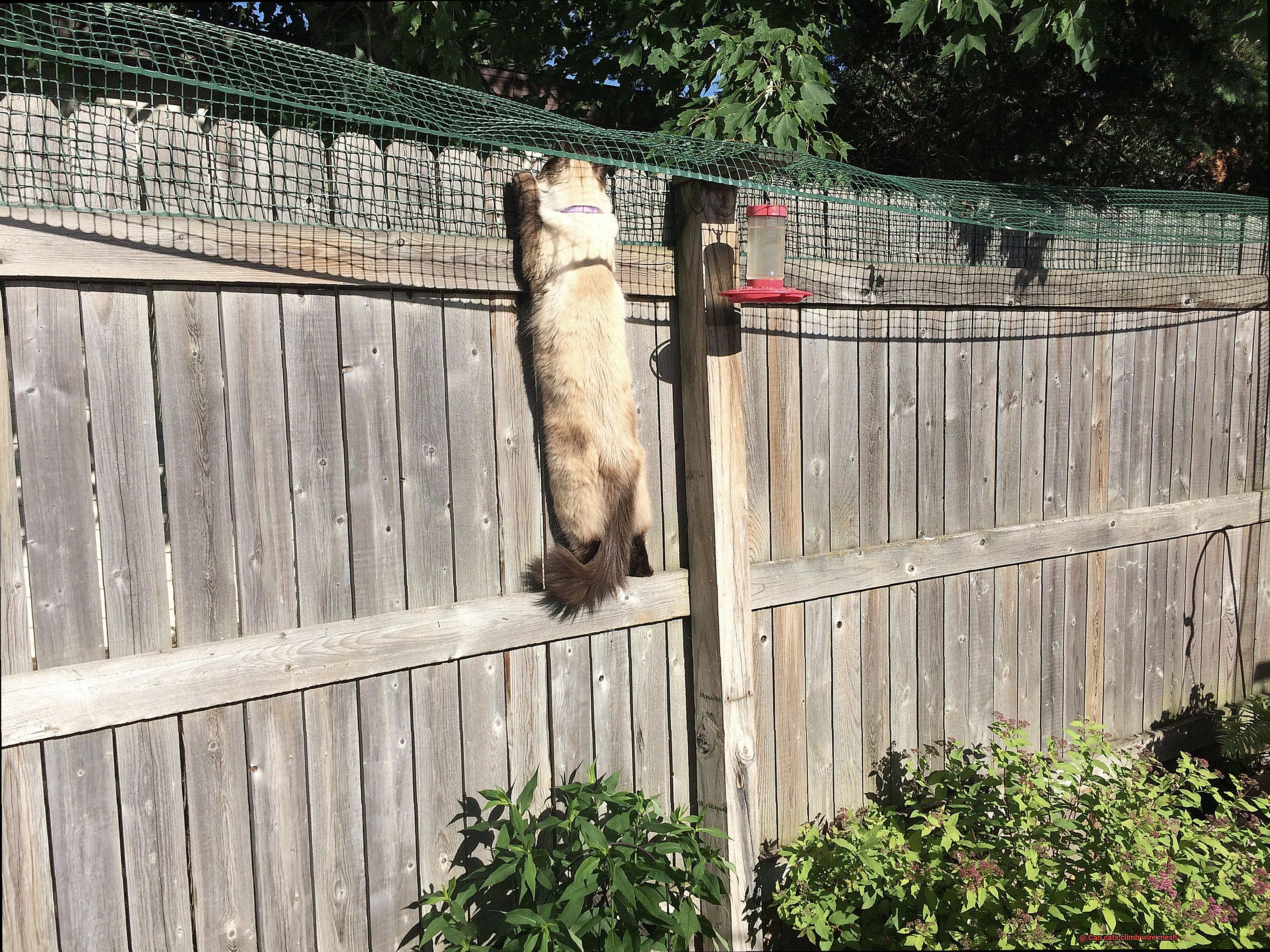 Can cats climb wire mesh-3