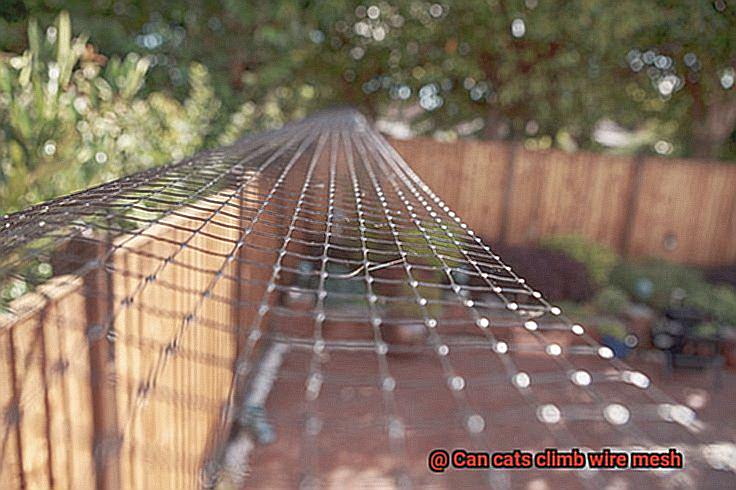 Can cats climb wire mesh-2