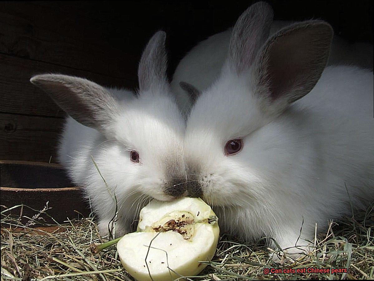 Can cats eat Chinese pears-2
